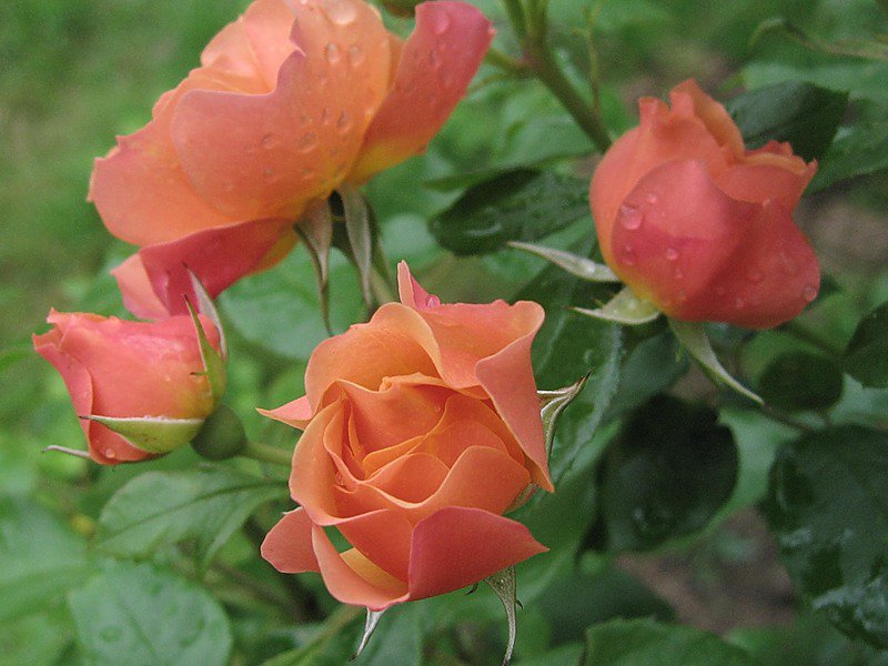 розы - розы, цветы - оригинал