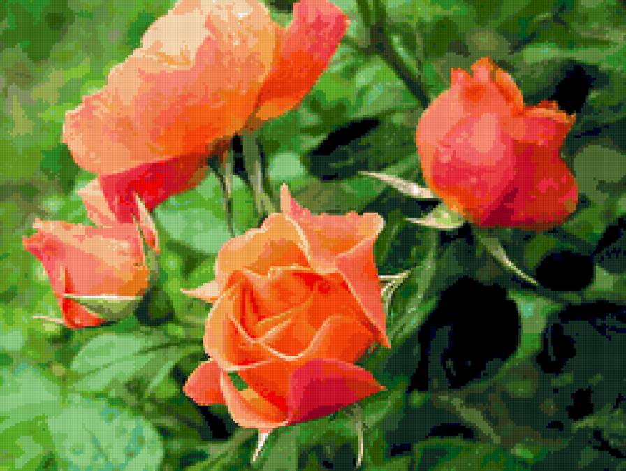 розы - розы, цветы - предпросмотр