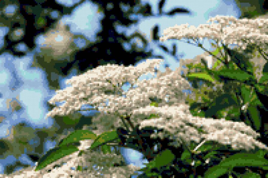 ветка бузины - весна цветы ветка картина - предпросмотр