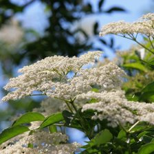 Схема вышивки «ветка бузины»