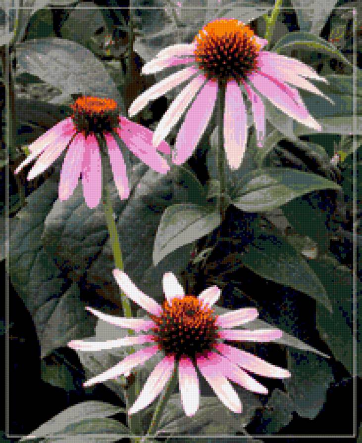 №324096 - цветы, цветник, сады - предпросмотр