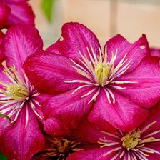 Схема вышивки «клематисы»