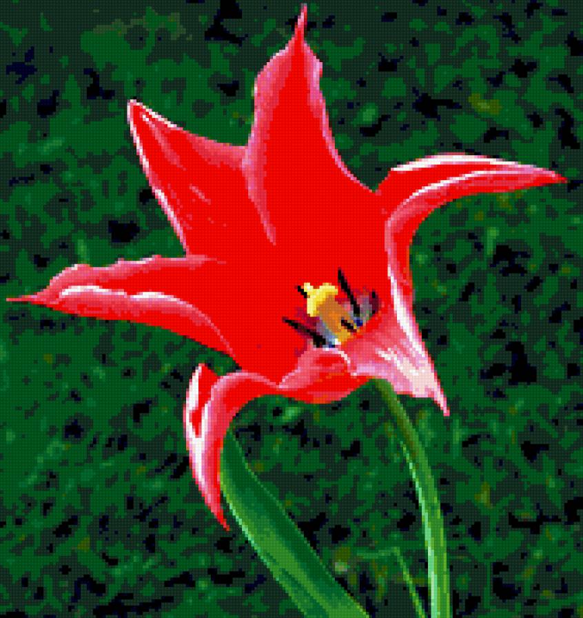 тюльпан - тюльпаны, цвееток, цветы - предпросмотр