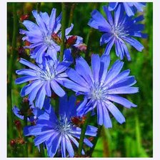 полевые цветы