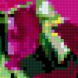 Предпросмотр схемы вышивки «клематисы» (№324106)