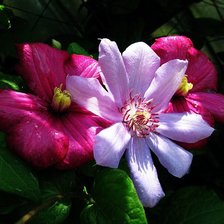 Схема вышивки «клематисы»