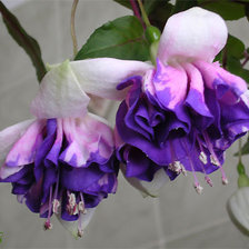 Схема вышивки «фуксия»