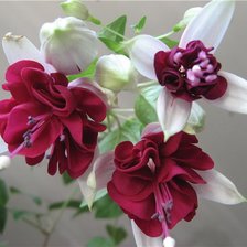 Схема вышивки «фуксия»