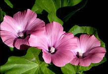 Схема вышивки «цветы»