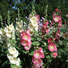 Схема вышивки «зима»