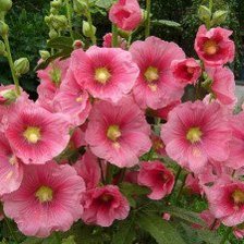 Схема вышивки «натюрморт»