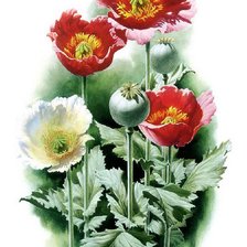 Схема вышивки «маки»