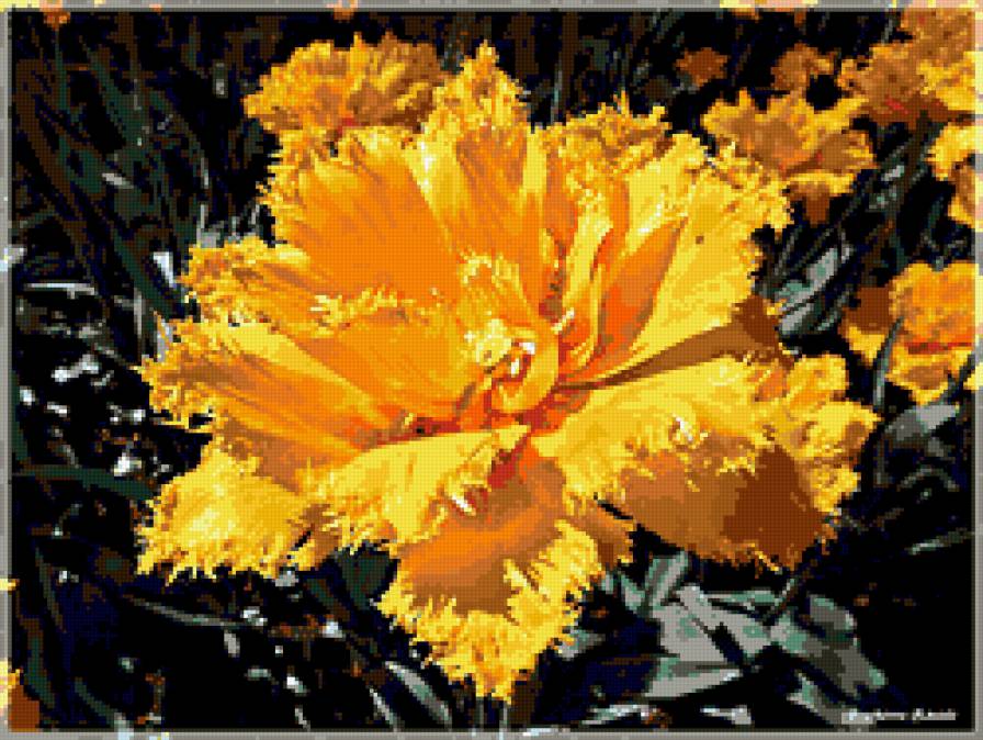 тюльпан - цвееток, тюльпаны, цветы - предпросмотр