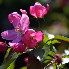 Схема вышивки «№324646»