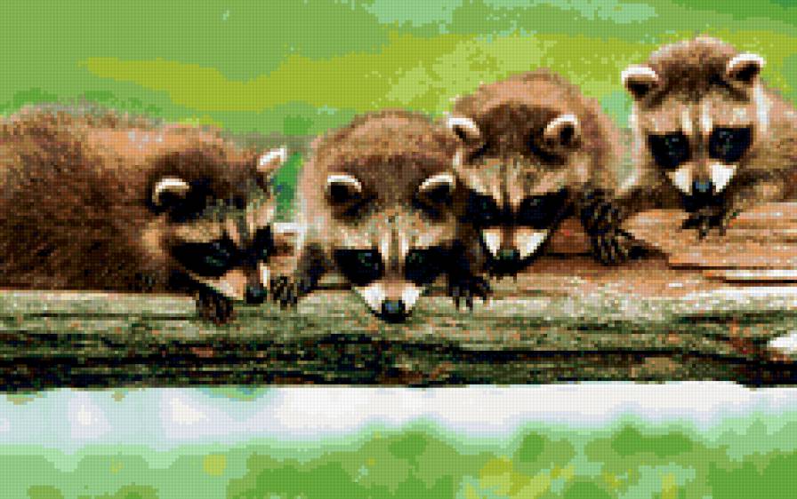 Еноты - предпросмотр