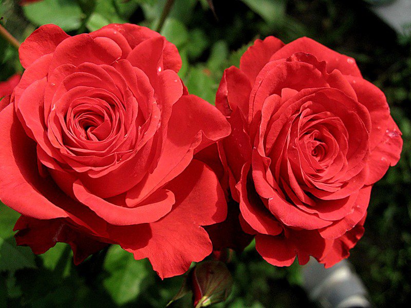 розы - цветы, розы - оригинал