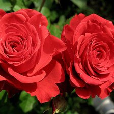 Схема вышивки «розы»