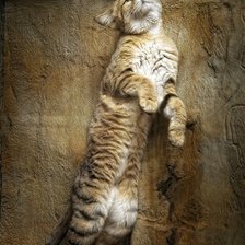 Схема вышивки «Кошка»