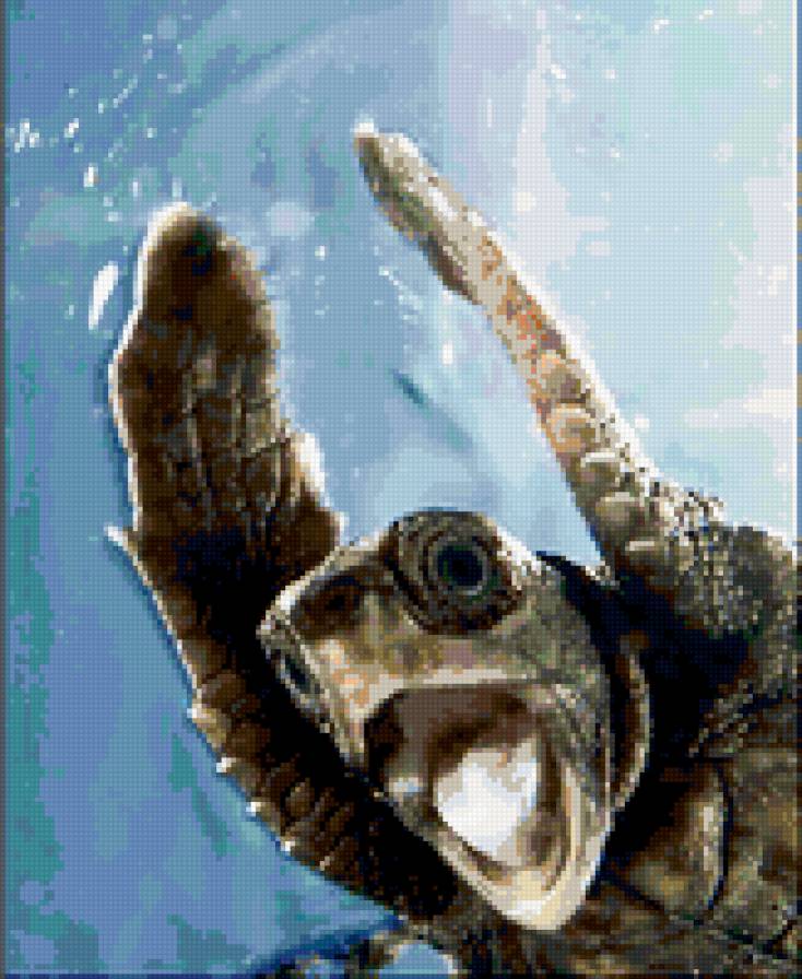 Черепаха - предпросмотр