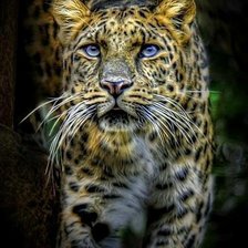 Схема вышивки «№324677»