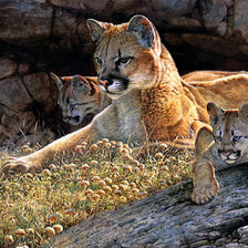 Схема вышивки «Львица и львята»