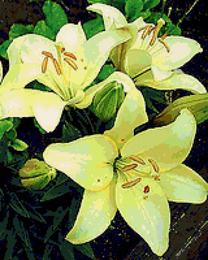 лилия - цветы, лилии - предпросмотр