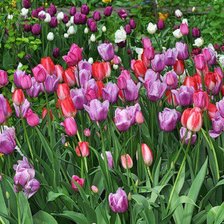 Схема вышивки «тюльпаны»