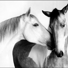 Схема вышивки «животные»