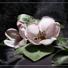 Схема вышивки «цветы»