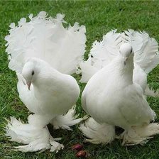 Схема вышивки «Пара голубей»