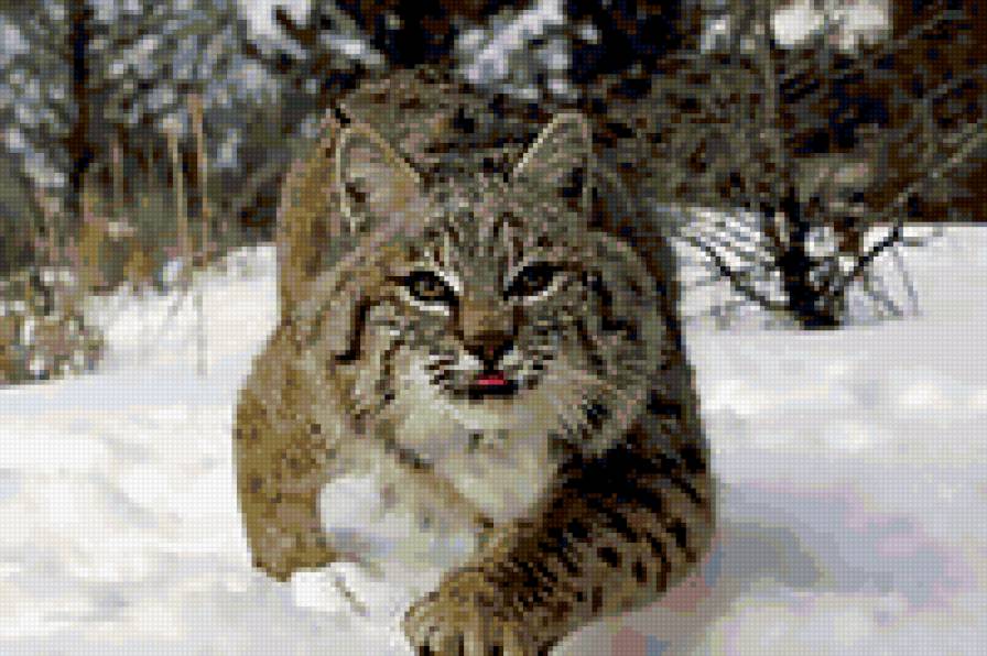 рыська - рысь, кошка, снег - предпросмотр