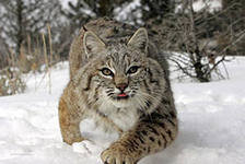 Схема вышивки «рыська»