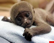 Схема вышивки «маленькая обезьянка»