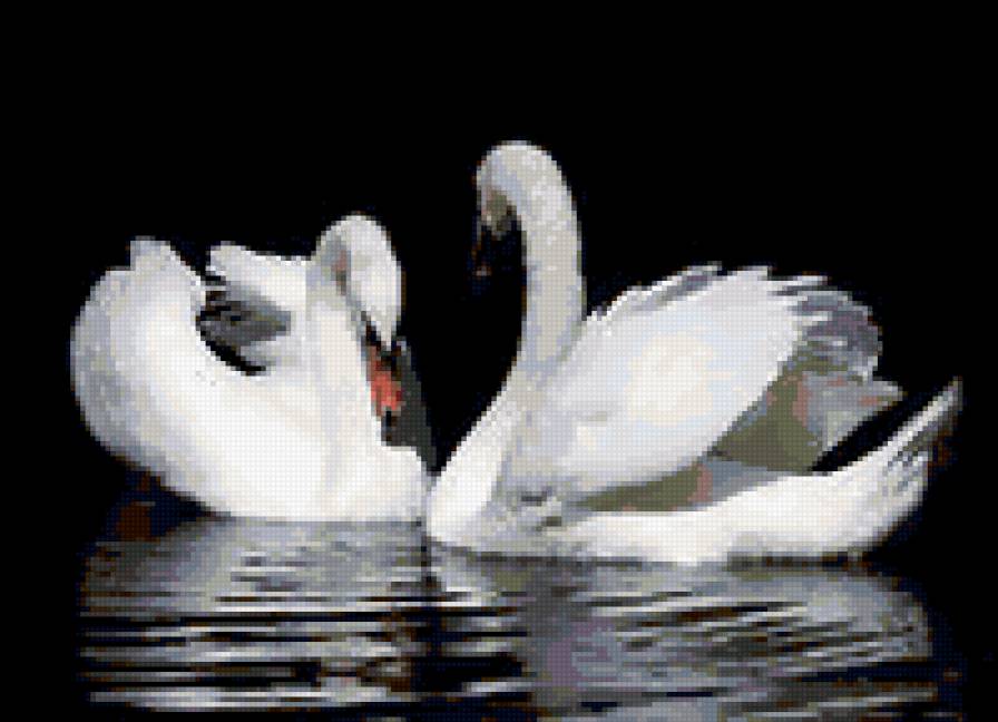 два лебедя - пара, лебедь - предпросмотр