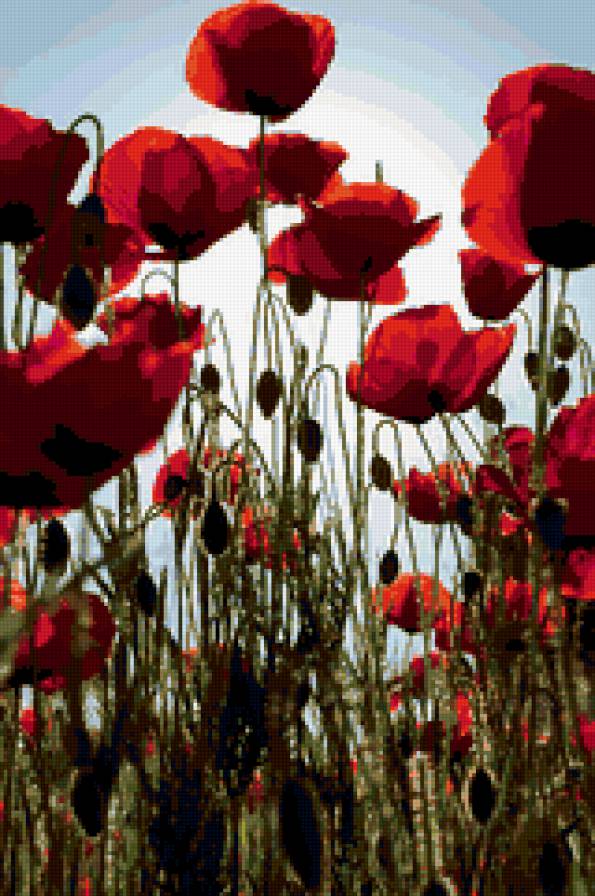 Маки - поле, цветы, природа - предпросмотр