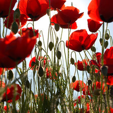 Схема вышивки «Маки»