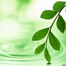 Схема вышивки «ветка»