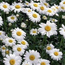 Схема вышивки «ромашковое поле»