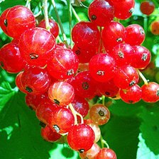 Схема вышивки «красная смородина»