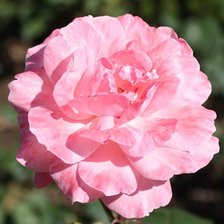 Схема вышивки «роза»