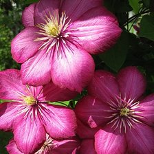 Схема вышивки «клематисы»