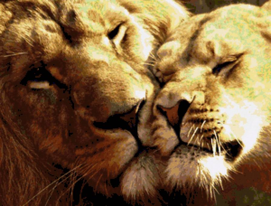 львы - предпросмотр