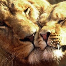 Схема вышивки «львы»