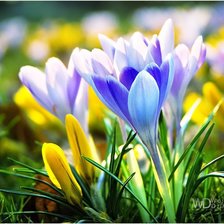 Схема вышивки «крокусы»