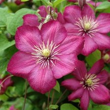 Схема вышивки «клематсы»