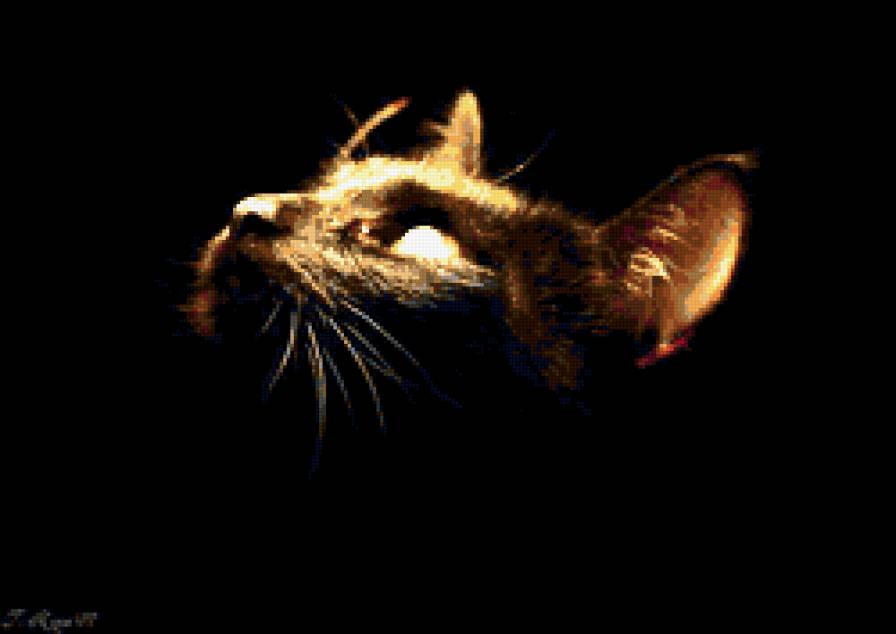 Кошка - кот, кошка - предпросмотр