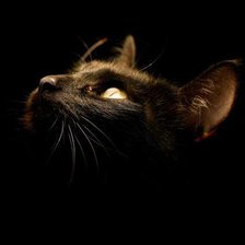 Схема вышивки «Кошка»