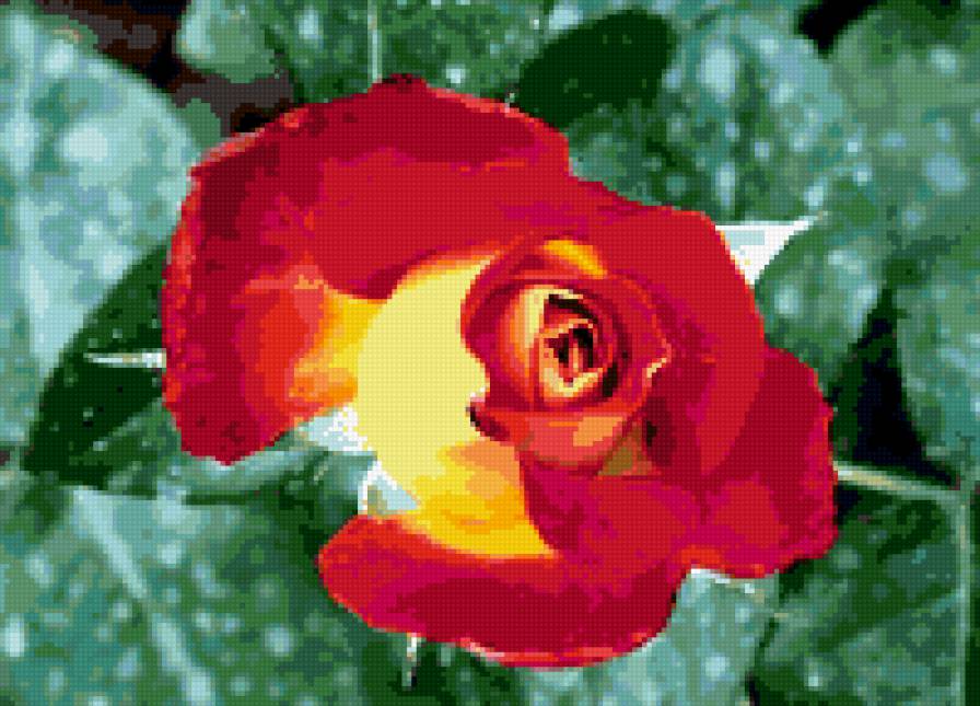 роза - цветок, цветы, розы, роза - предпросмотр