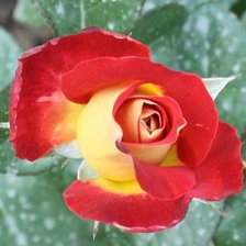 Схема вышивки «роза»