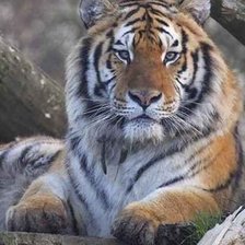 Схема вышивки «№325978»